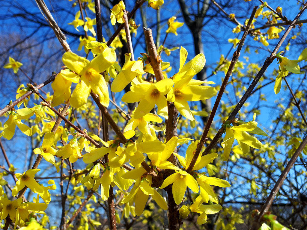 Read more about the article Botanischer Garten Leipzig