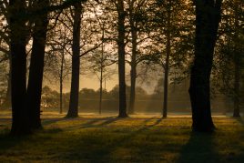 Morgenstimmung