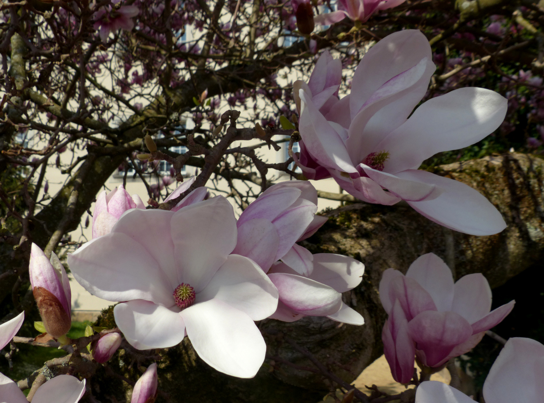 You are currently viewing Magnolienblüte