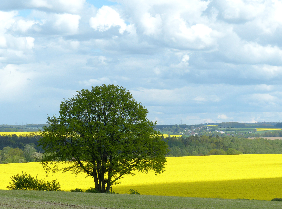 You are currently viewing Am Rapsfeld