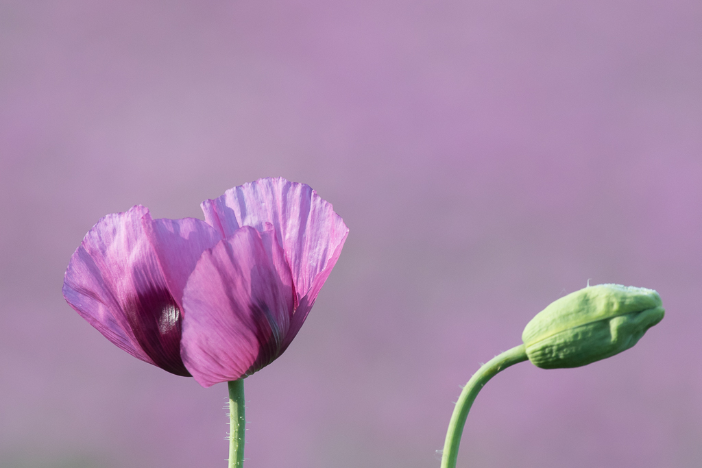 You are currently viewing Mohnblüte und mehr