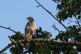 Mäusebussard