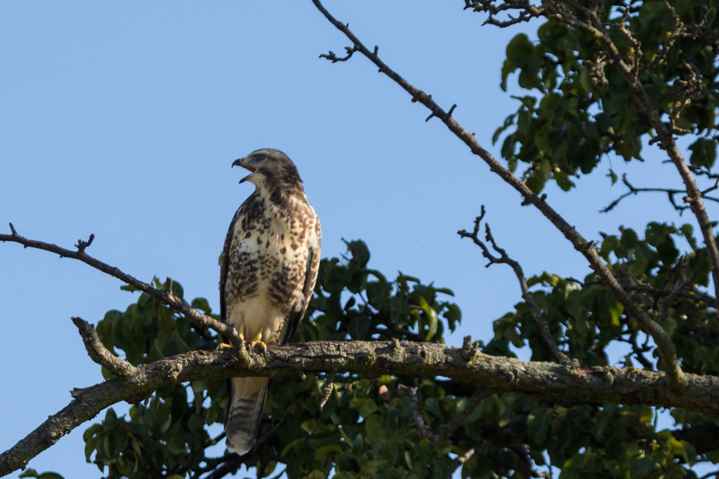 Mäusebussard