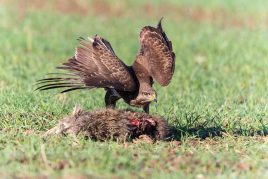 Mäusebussard