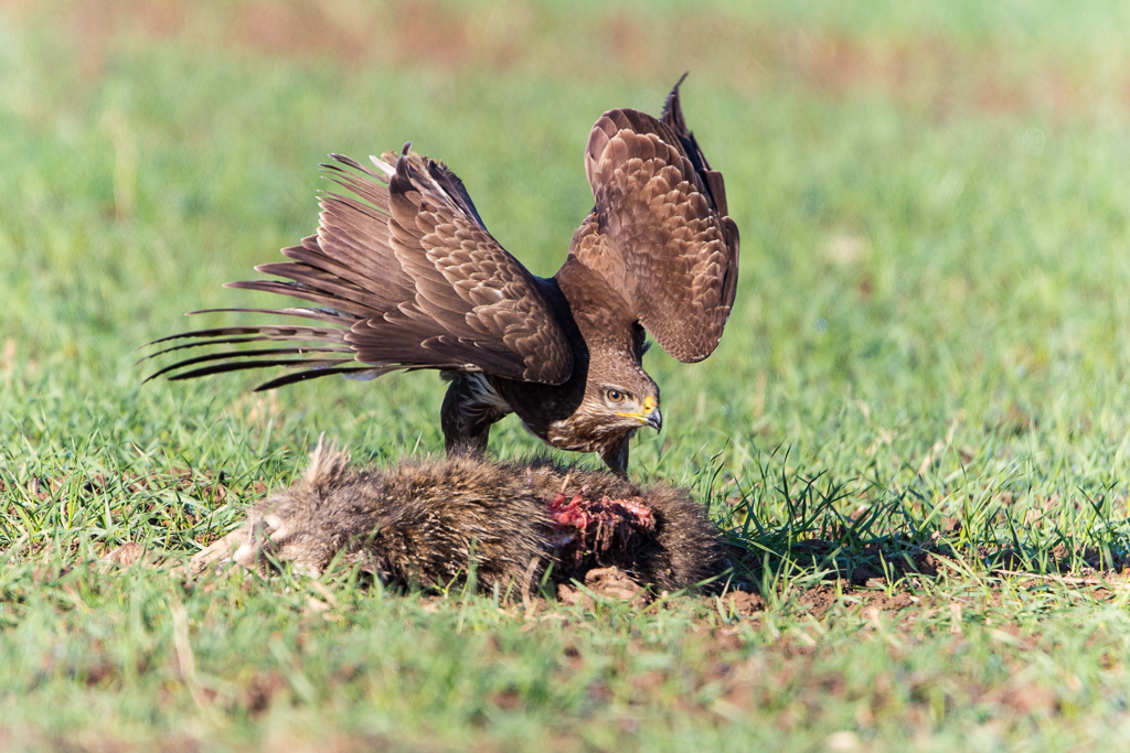 Mäusebussard