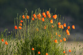 Klatschmohn