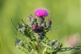 Distel