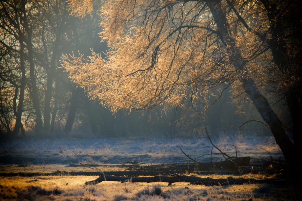 You are currently viewing Heute früh bei weichem Licht