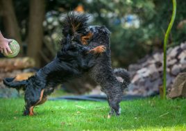 Hunde mit Ball