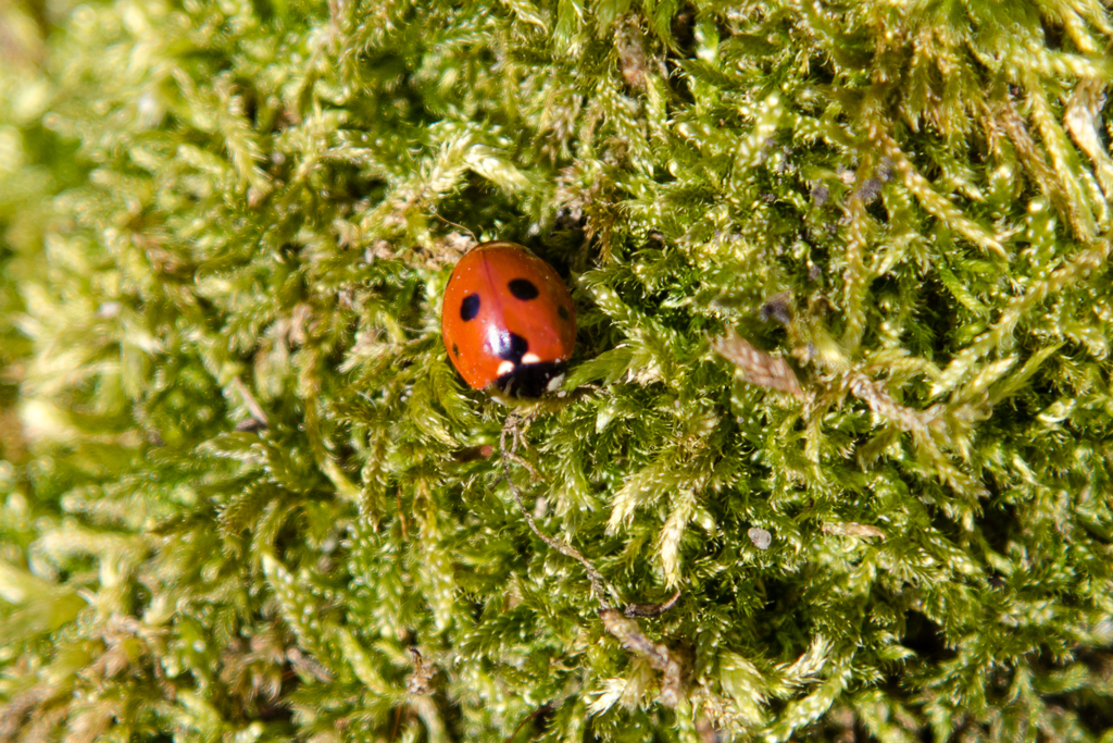 Marienkäfer im Moos