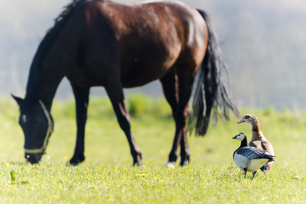 Weißwangengans und Nilgans