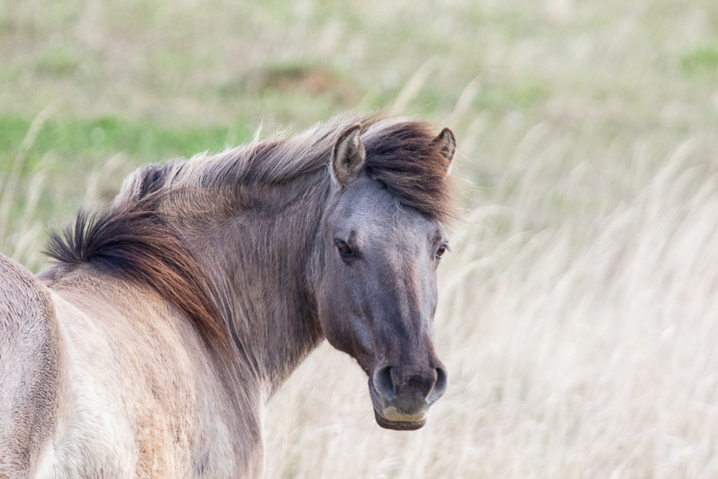 Konik