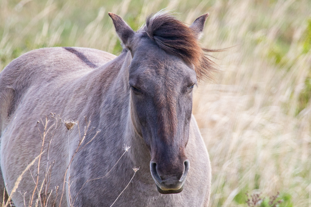 Konik