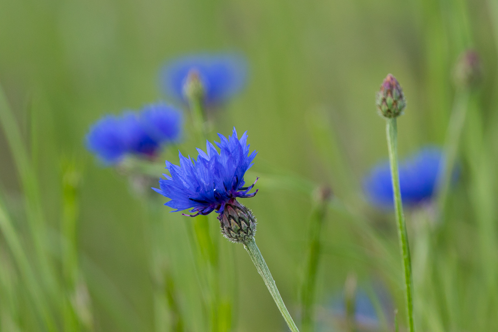 You are currently viewing Kornblumen blau