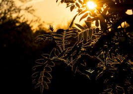 Read more about the article Silhouette in der Abendsonne