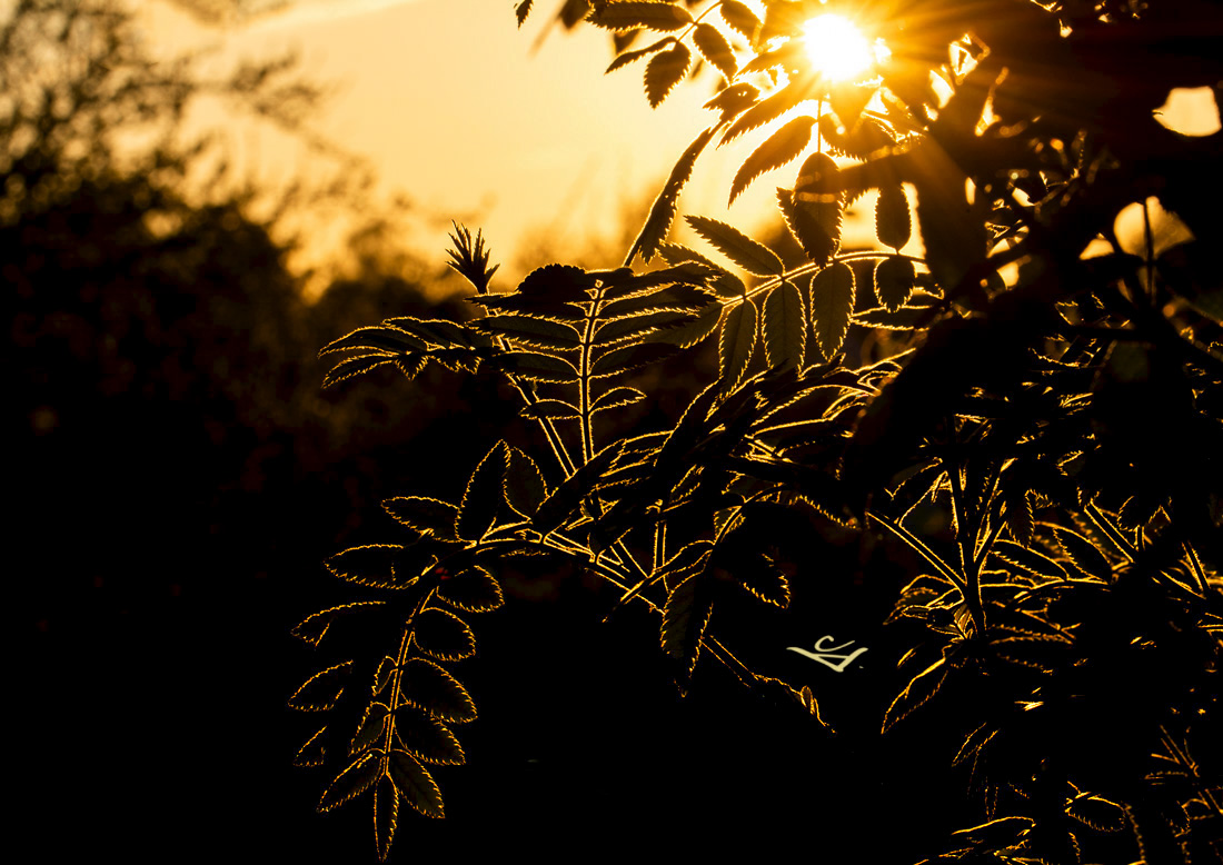 You are currently viewing Silhouette in der Abendsonne