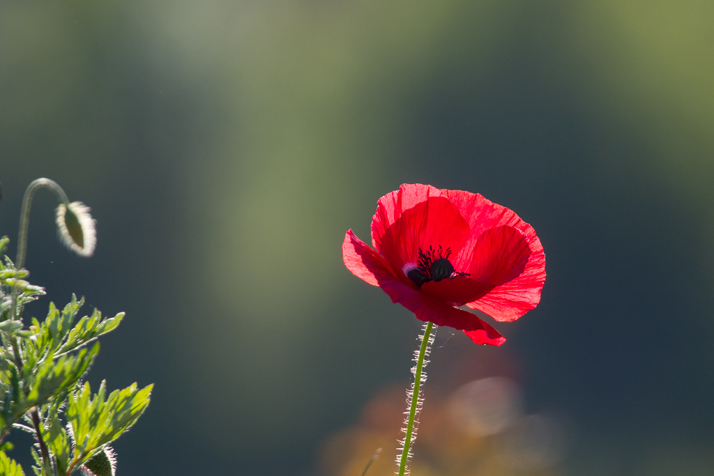 Klatschmohn im Gegenlicht