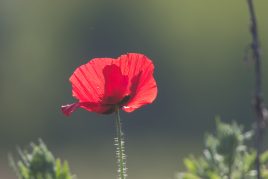 Klatschmohn im Gegenlicht