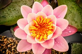 Read more about the article Aus der Insektenperspektive