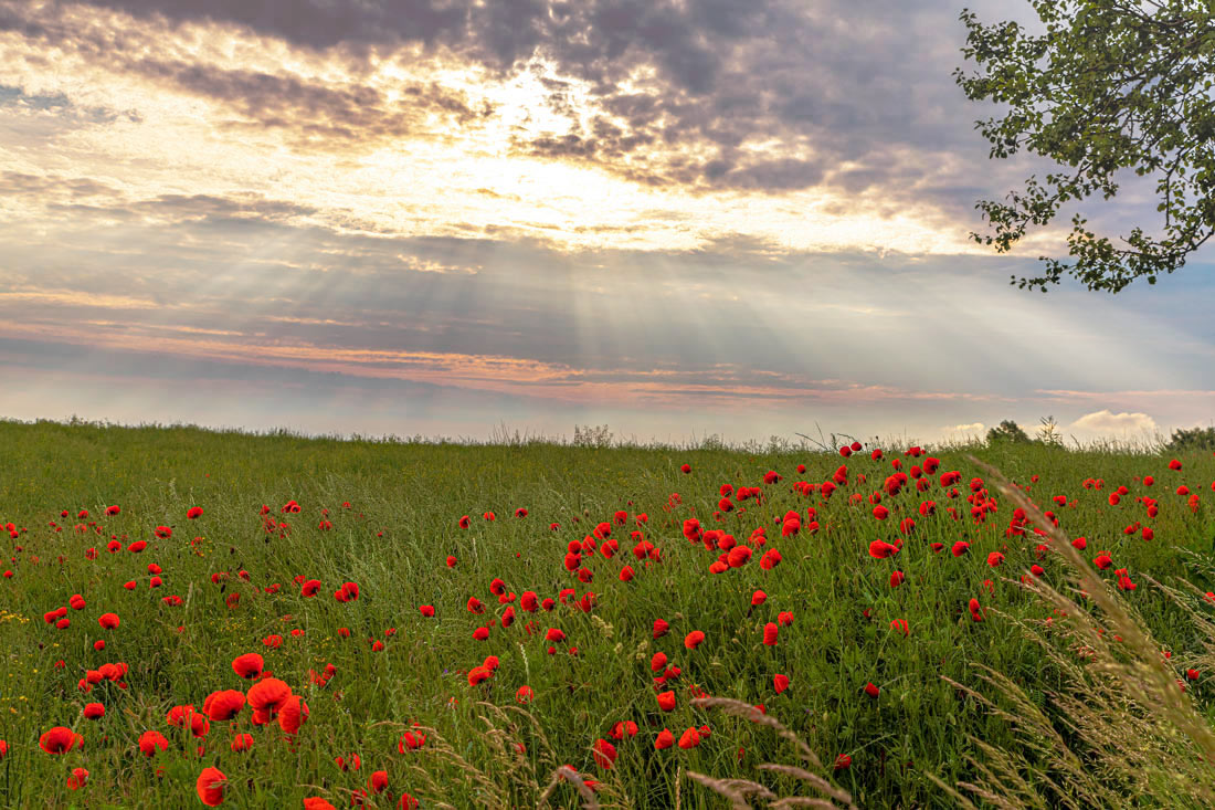 You are currently viewing Papaver rhoeas