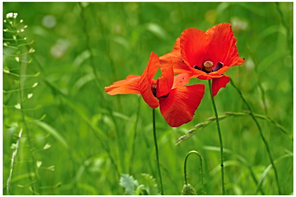 Mohn