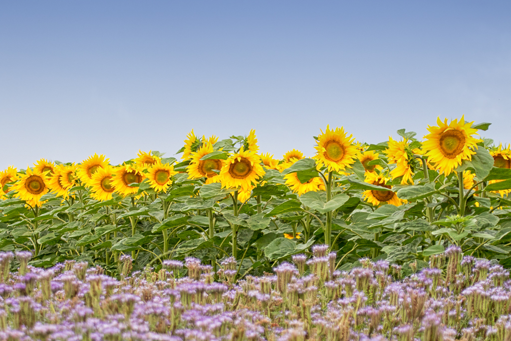 Sonnenblumen-Feld