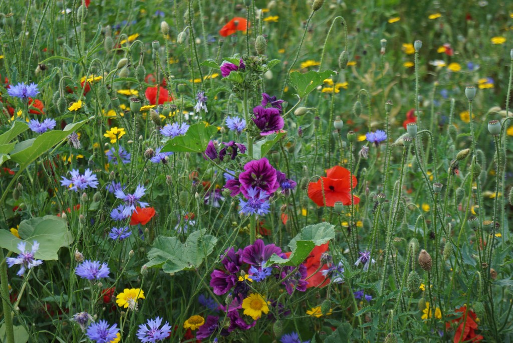 Blumenwiese