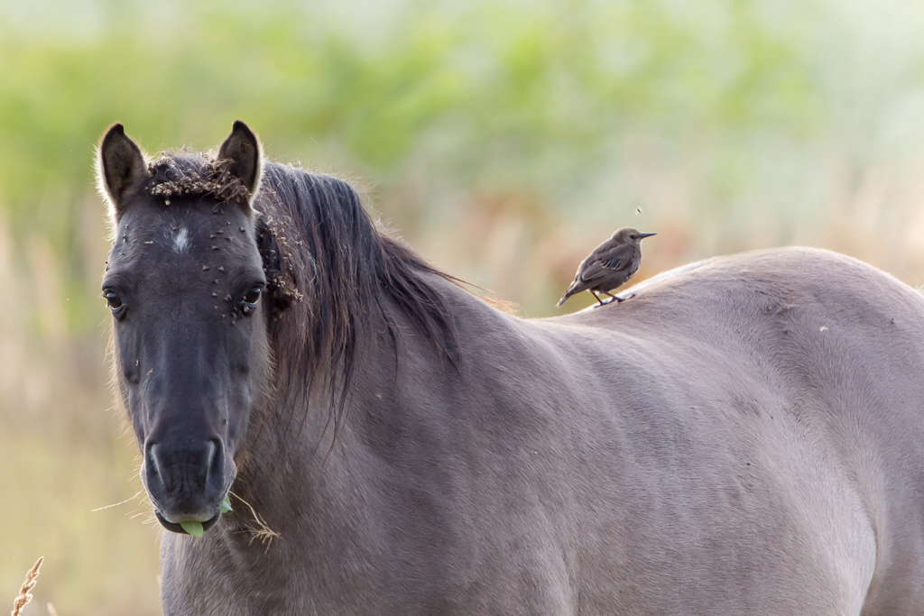 Star auf Pferd