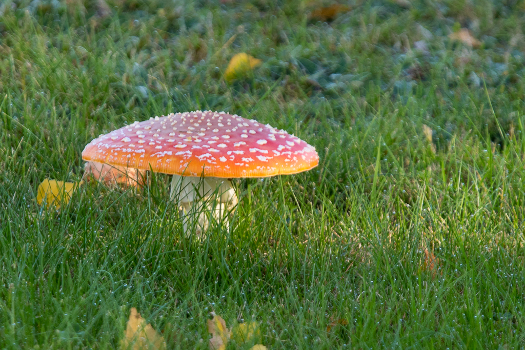 Fliegenpilz