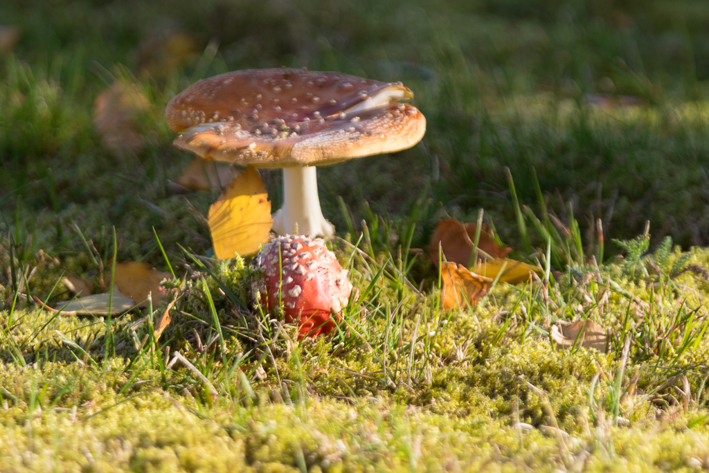 Fliegenpilz