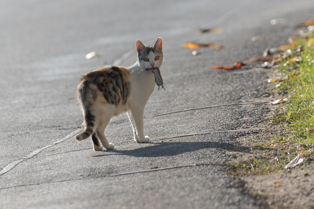 Du betrachtest gerade Killer Cat