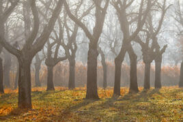 Obstwiese im Nebel