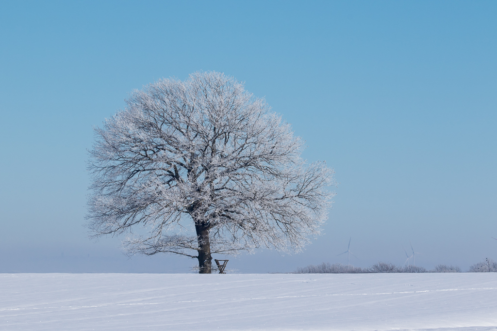 Baum bei Schnee und Frost