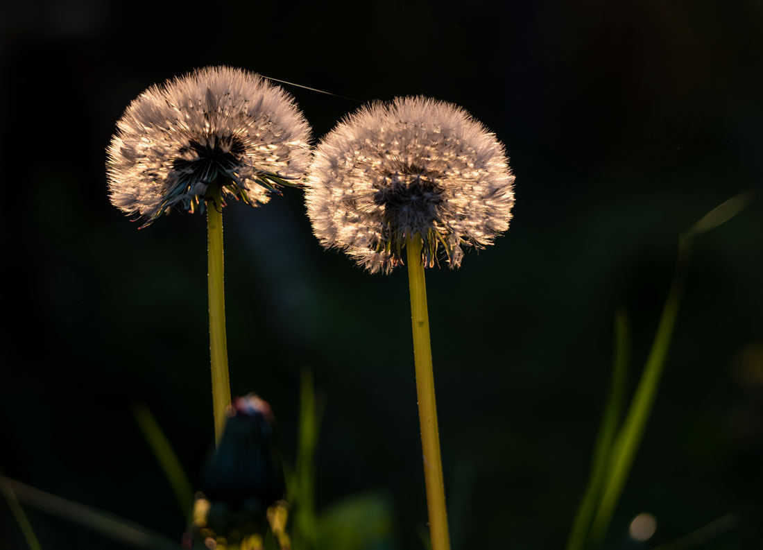 Du betrachtest gerade Pusteblume
