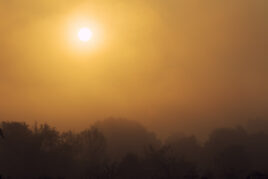 Teichgebiet im Nebel