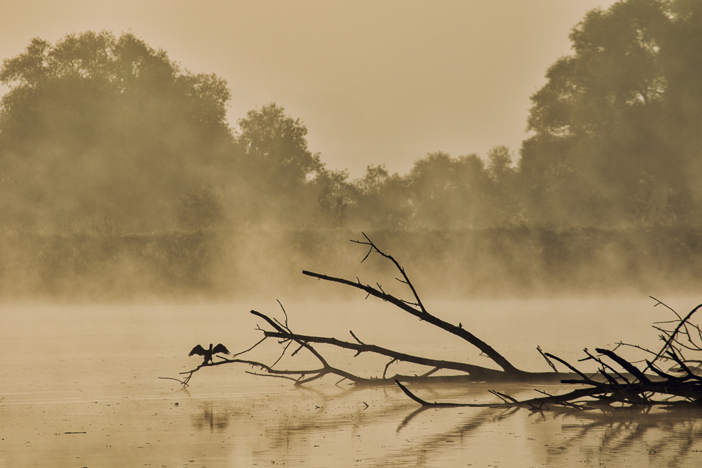 Kormoran im Nebel