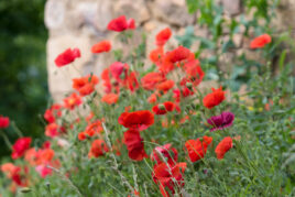 Klatschmohn