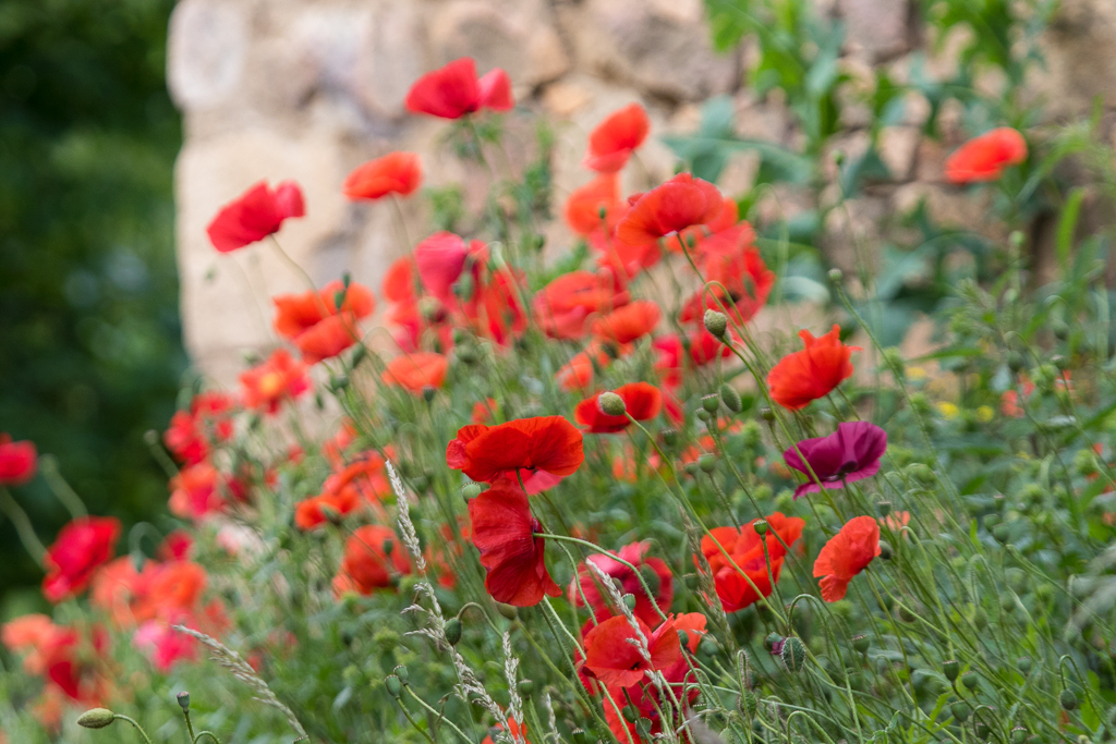 Klatschmohn