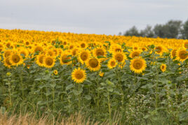 Sonnenblumen