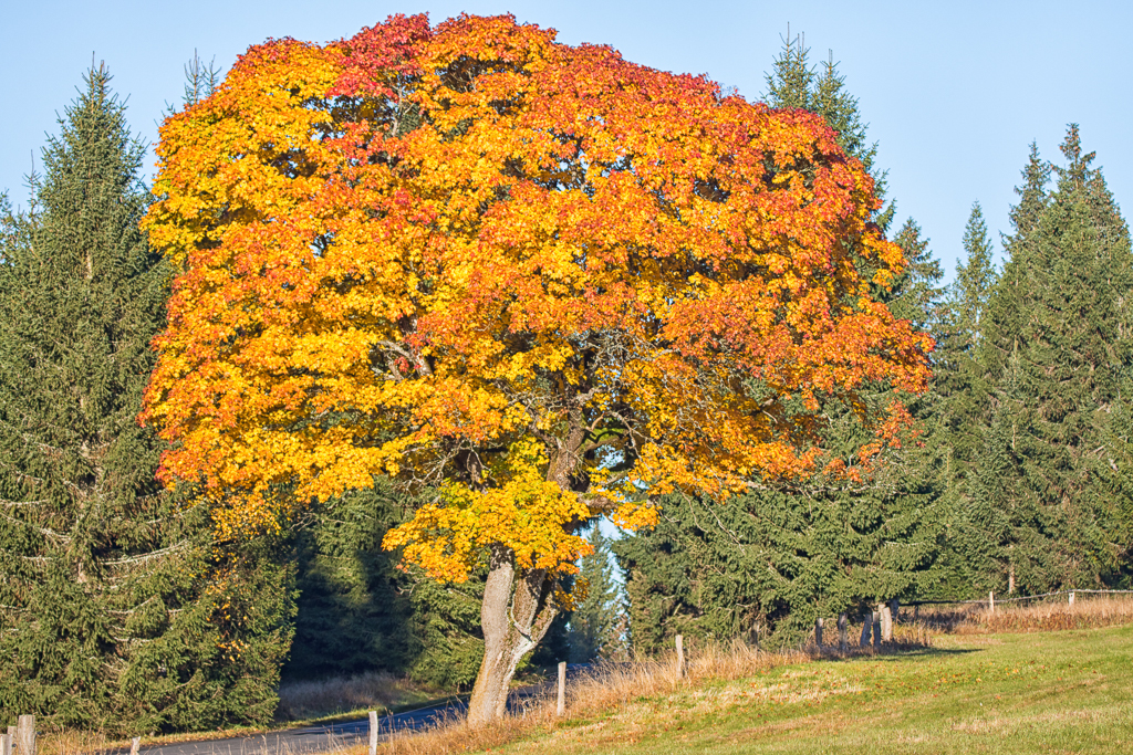 Herbstlaub