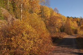Read more about the article Goldener Oktober