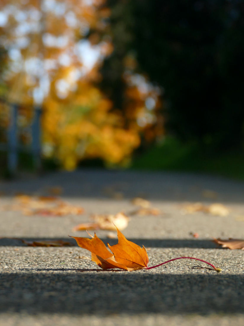 Du betrachtest gerade Herbst am Schloßberg