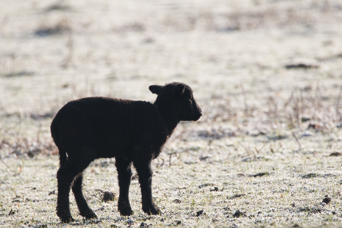 Read more about the article Schwarze Schafe gibt es überall