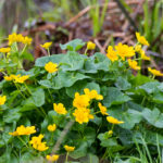 Sumpfdotterblume