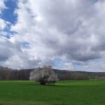 Blüten-Wolken