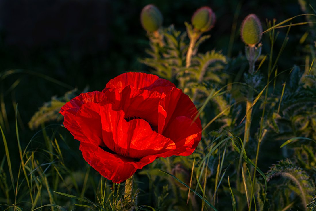 You are currently viewing In der Abendsonne