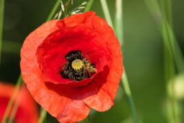 Klatschmohn blüte