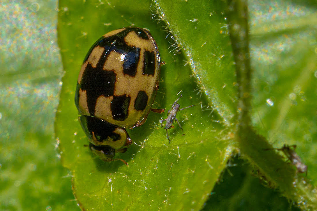 Read more about the article Vierzehnfleck Marienkäfer