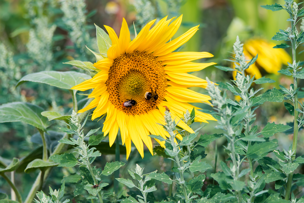 Sonnenblume