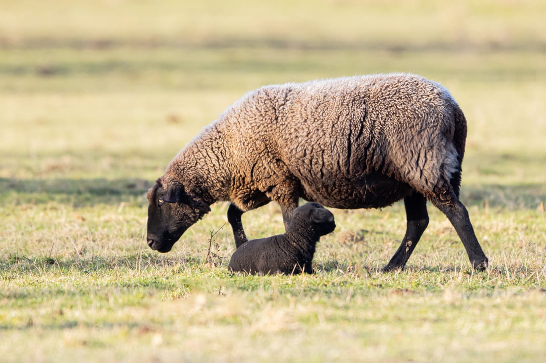 Read more about the article Viele haben ein schwarzes Schaf in der Familie
